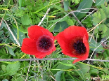 Coquelicots in duo