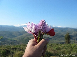 From Me To U , Gebrayel Pin Forests Wild Flowers