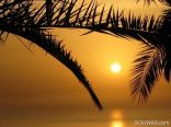 Sunset Between Palm Branches , Jbeil