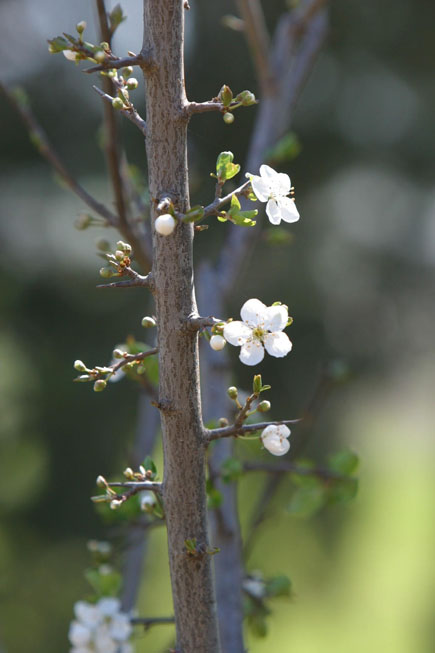 Almond Tree