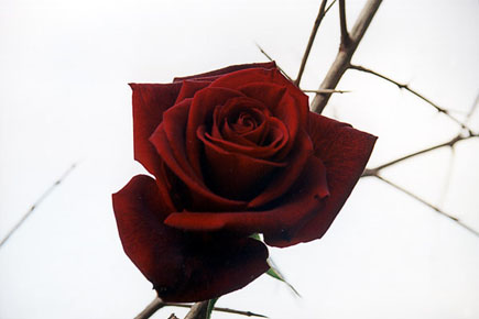 Red Rose