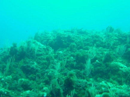 Diving In lebanon