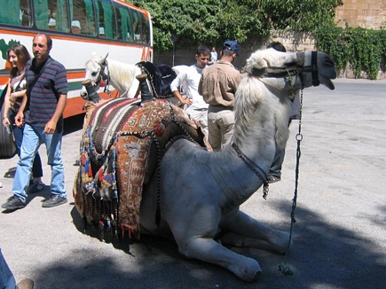 A Camel and a Horse