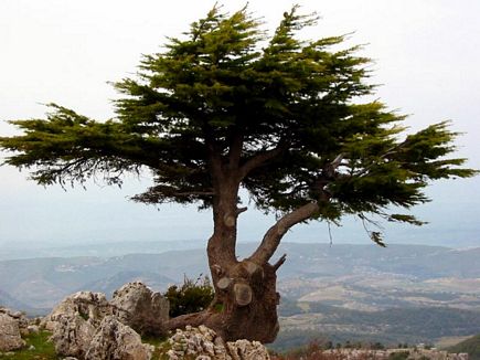 A Cedar Above The World