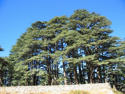 Cedars Of The God