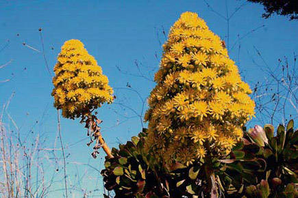 Flowers known in Lebanon As Abou Obeid flowers