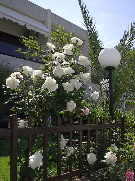 Summer Roses