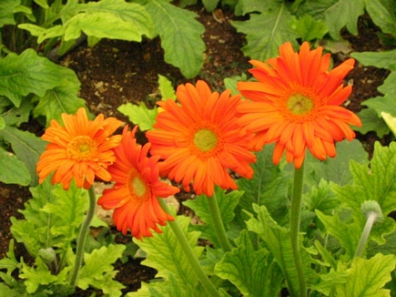 Gerbera