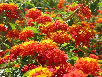 Lantana Camara