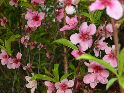 Les fleurs d'amandes