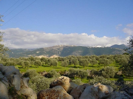 Olive Groves