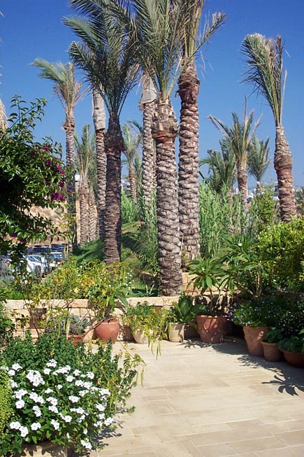 Eddé Sands