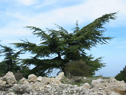 The Eagle Cedar