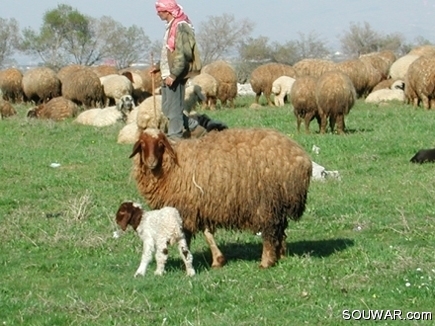 Bekaa shepherd