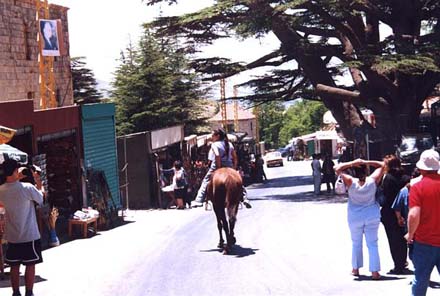 Cedars