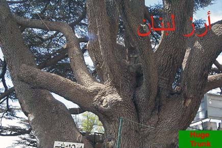 Cedars