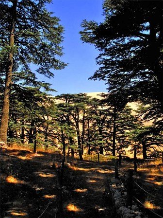 cedars