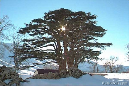 Cedars