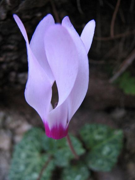 Cyclamen