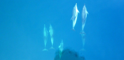 Dauphins