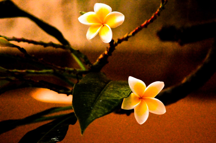 Frangipani