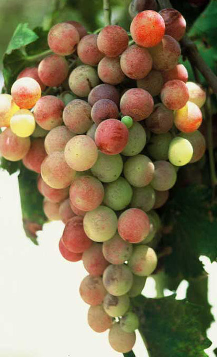 Grapes