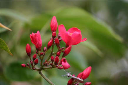 Flower From Lebanon