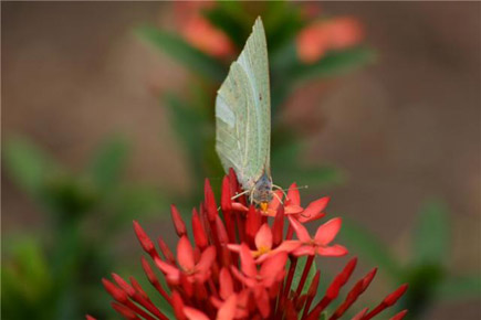 Flower From Lebanon