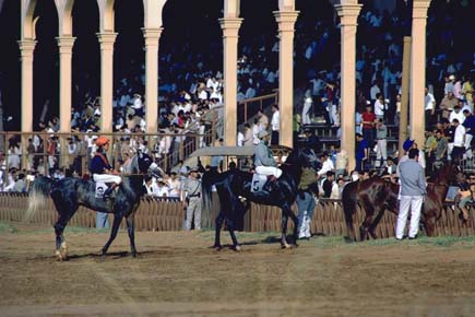 Beirut Horse Racing