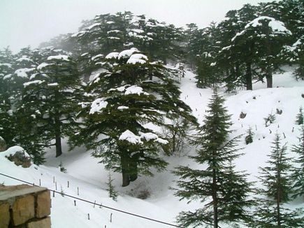 Beautiful Nature  - Cedars in winter