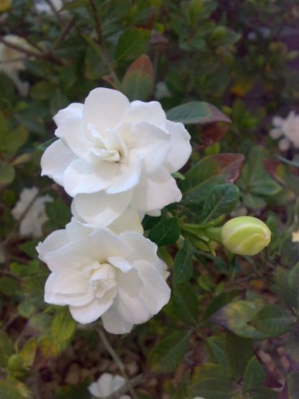 Beautiful Nature  - Gardenia