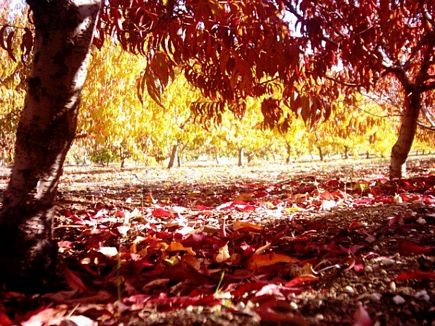 Automn in Lebanon