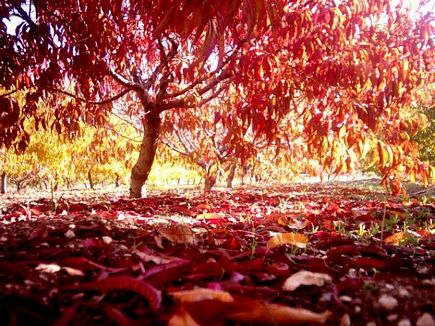 Automn in Lebanon