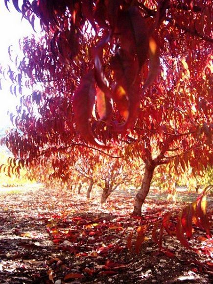 Automn in Lebanon