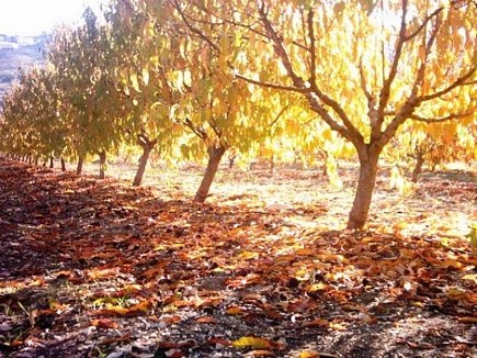 Automn in Lebanon