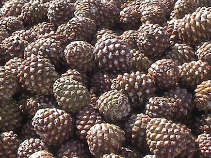 Pine Cones