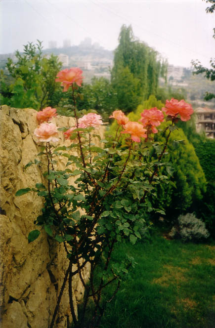 Roses in Aytat