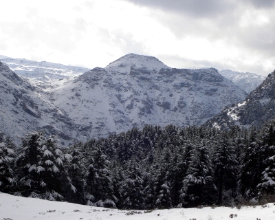 Tannourine