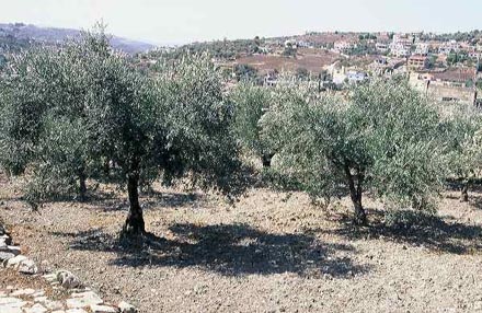 Olives trees