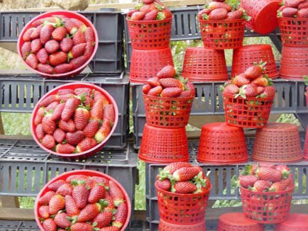 Lebanese Strawberry