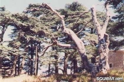 Cedars