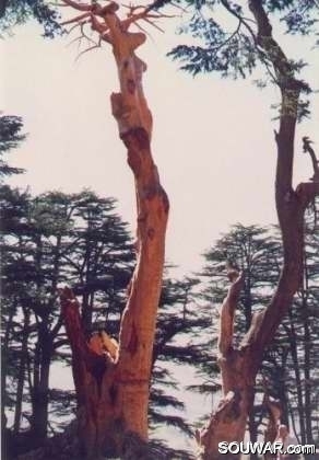 Cedars