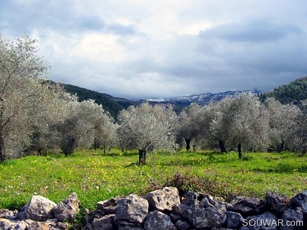 Green Field With The Snowy Akkarian Mountains Behind, Bayno