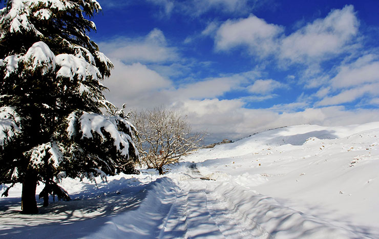 Cedars - Arz