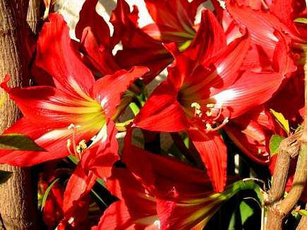 Gorgeous Red, Flowers Of Aadbel, Akkar