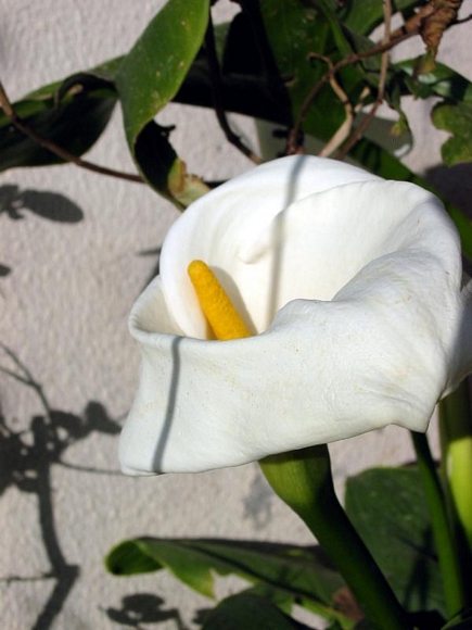 Calla Lilies, Flowers Of Aadbel, Akkar