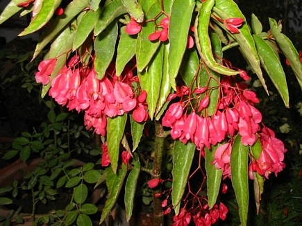 Flowers of Lebanon