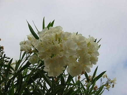 Flowers of Lebanon