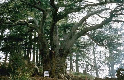 1500 Years Old Cedar Tree