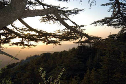 Cedars